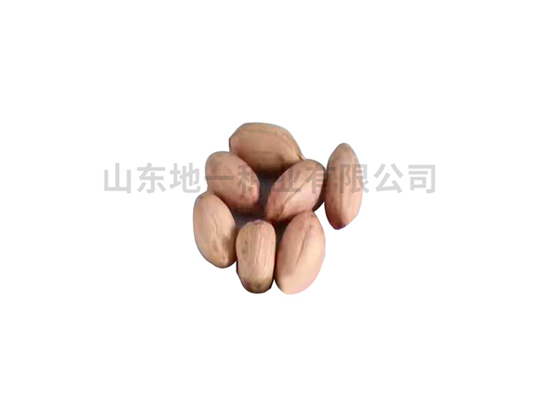 濰花25號(hào)花生種有著哪些卓越特點(diǎn)